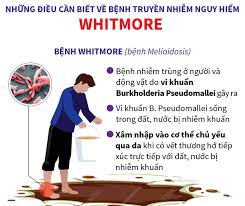 1.2. WITMORE
